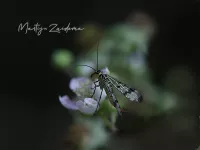 Schorpioenvliegen [Panorpidae]